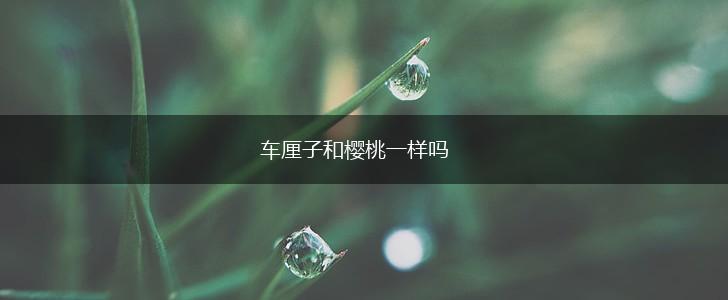 车厘子和樱桃一样吗,第1张