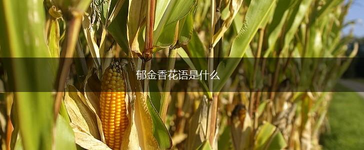 郁金香花语是什么,第1张