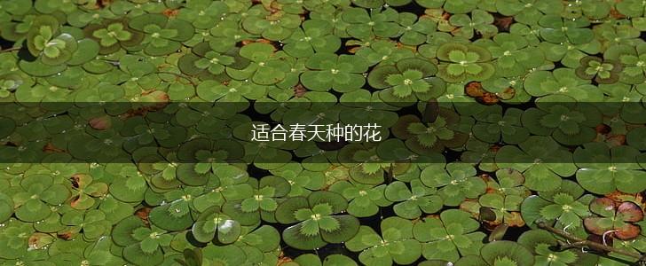 适合春天种的花,第1张