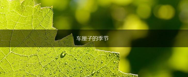 车厘子的季节,第1张 车厘子的季节,第1张