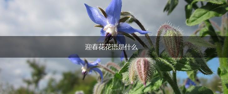 迎春花花语是什么,第1张