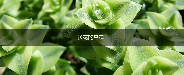 送花的寓意,第1张