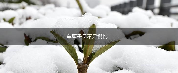 车厘子是不是樱桃,第1张 车厘子是不是樱桃,第1张