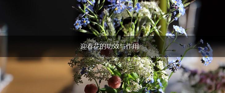 迎春花的功效与作用,第1张 迎春花的功效与作用,第1张