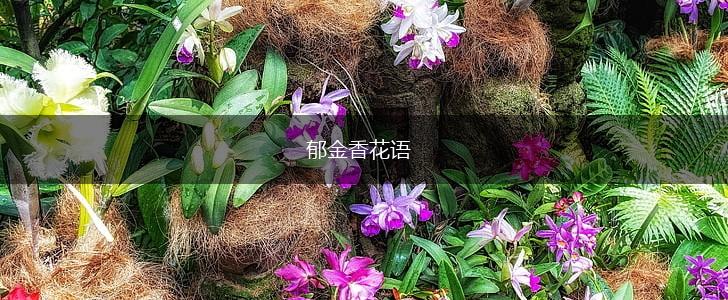 郁金香花语,第1张