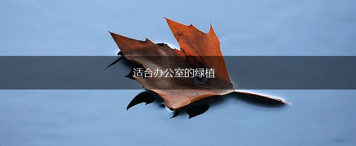 适合办公室的绿植,第1张