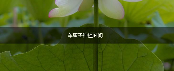 车厘子种植时间,第1张