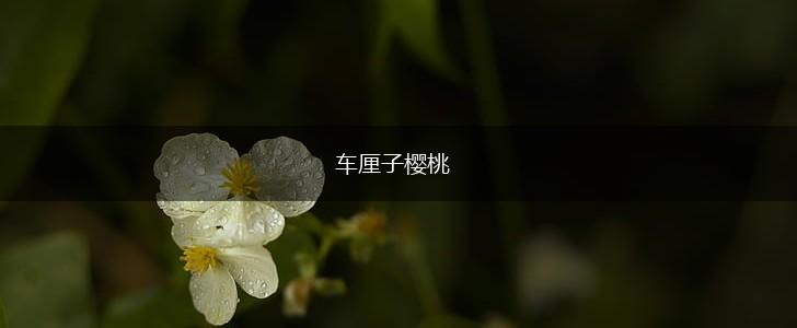 车厘子樱桃,第1张 车厘子樱桃,第1张