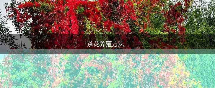 茶花养殖方法,第1张