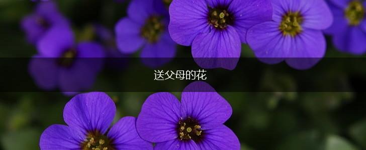 送父母的花,第1张 送父母的花,第1张