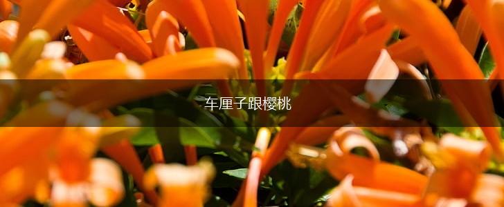 车厘子跟樱桃,第1张