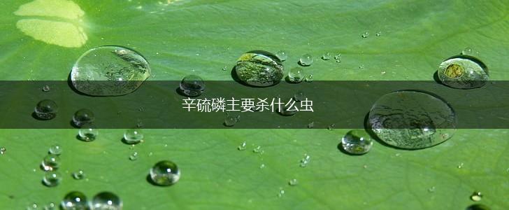 辛硫磷主要杀什么虫,第1张