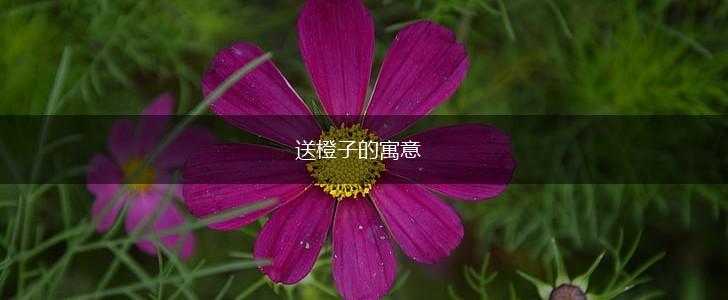 送橙子的寓意,第1张