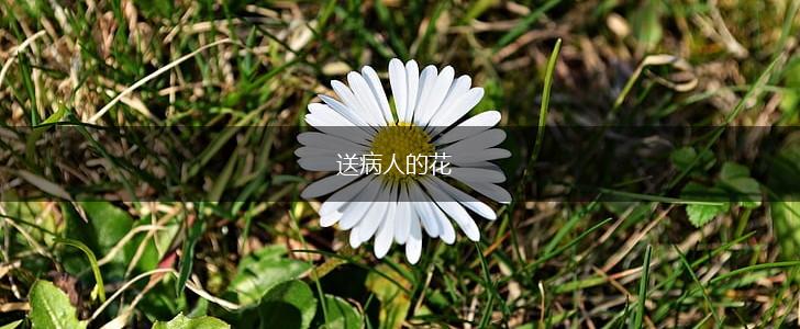 送病人的花,第1张 送病人的花,第1张