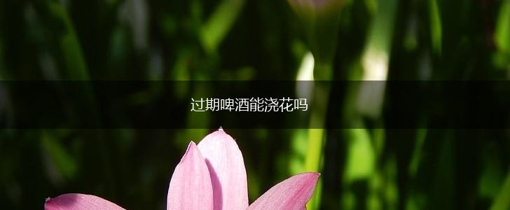 过期啤酒能浇花吗,第1张