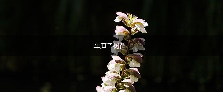 车厘子树苗,第1张