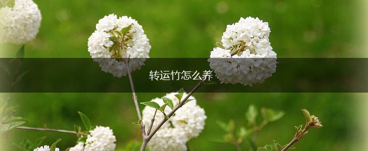 转运竹怎么养,第1张 转运竹怎么养,第1张