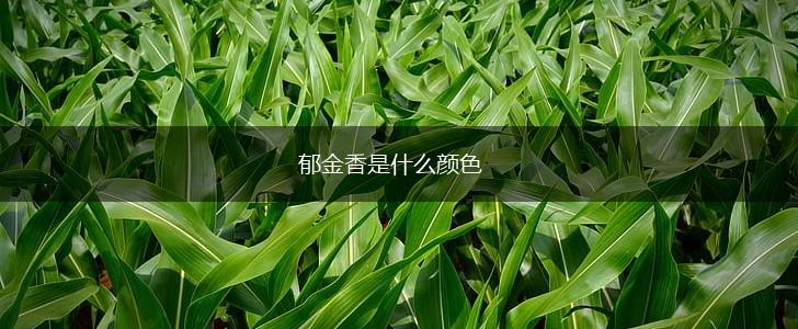 郁金香是什么颜色,第1张