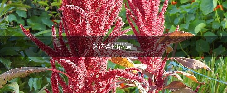 迷迭香的花语,第1张