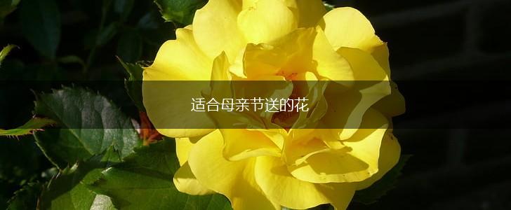适合母亲节送的花,第1张 适合母亲节送的花,第1张