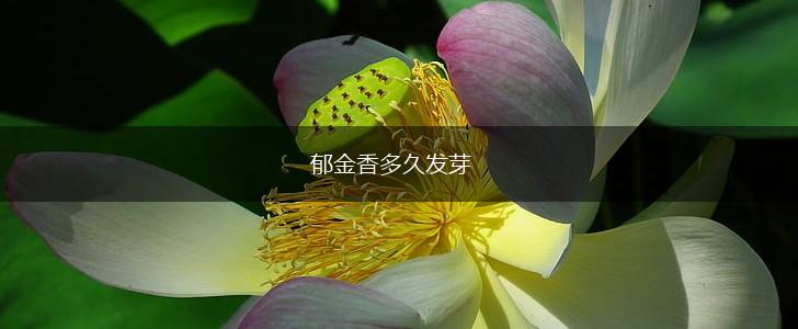 郁金香多久发芽,第1张