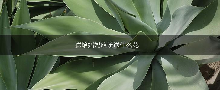 送给妈妈应该送什么花,第1张