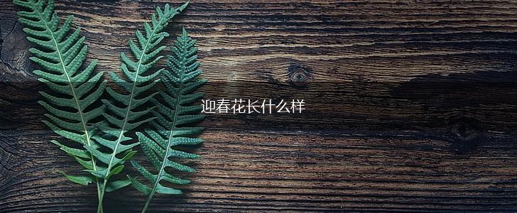 迎春花长什么样,第1张