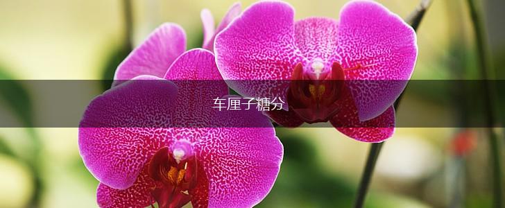 车厘子糖分,第1张