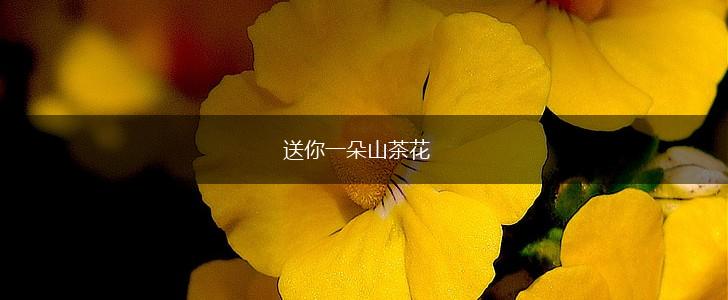 送你一朵山茶花,第1张