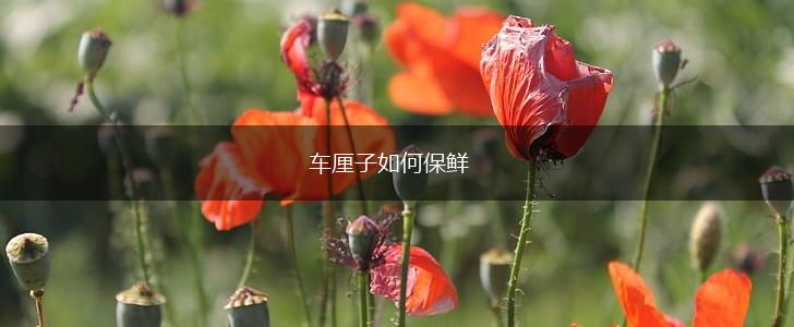 车厘子如何保鲜,第1张