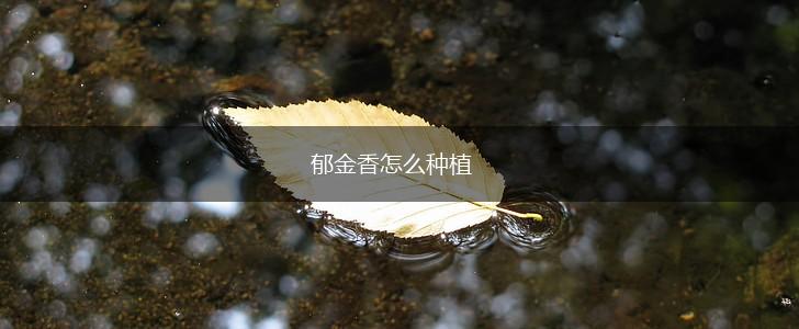 郁金香怎么种植,第1张 郁金香怎么种植,第1张