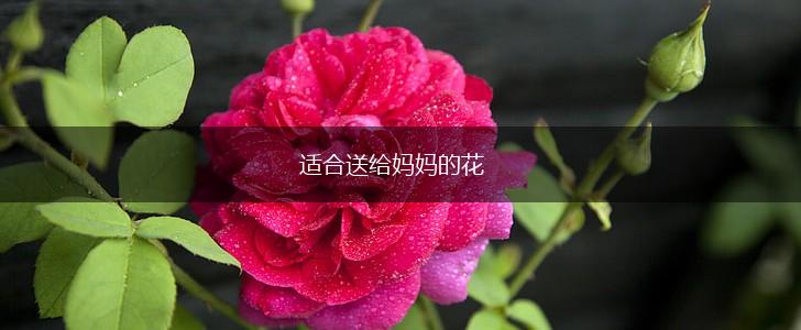 适合送给妈妈的花,第1张