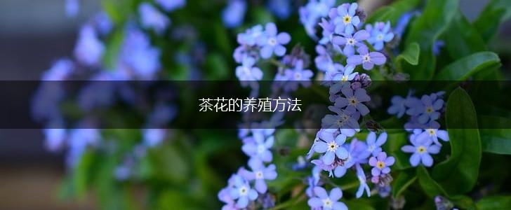茶花的养殖方法,第1张