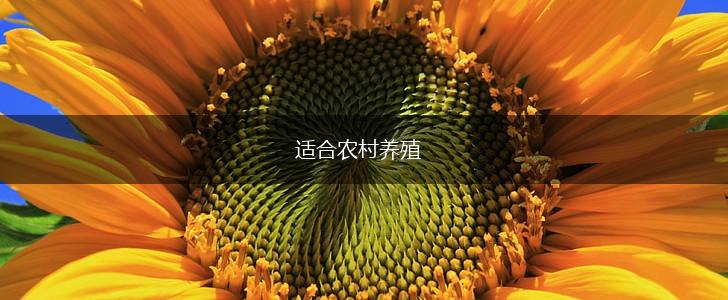 适合农村养殖,第1张