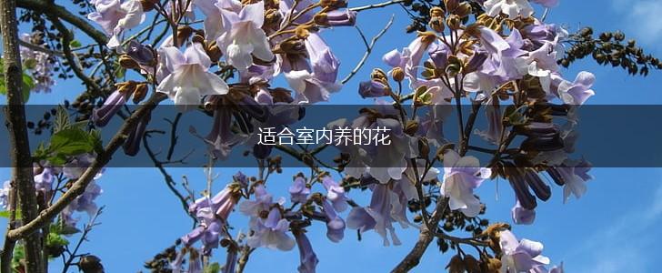 适合室内养的花,第1张 适合室内养的花,第1张