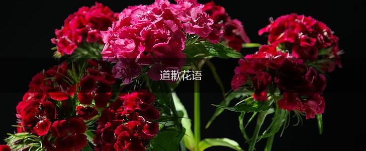 道歉花语,第1张 道歉花语,第1张