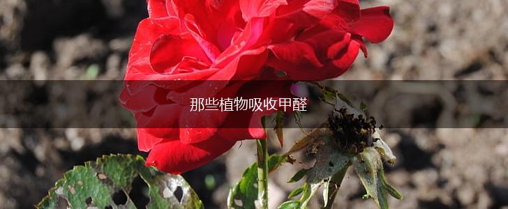 那些植物吸收甲醛,第1张