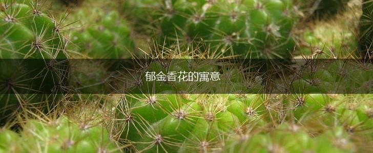 郁金香花的寓意,第1张 郁金香花的寓意,第1张