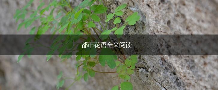 都市花语全文阅读,第1张