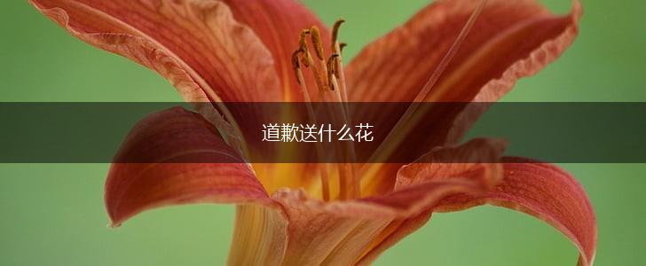 道歉送什么花,第1张