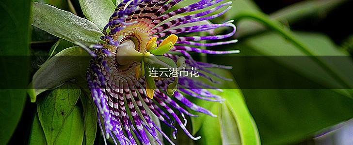 连云港市花,第1张 连云港市花,第1张