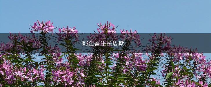 郁金香生长周期,第1张 郁金香生长周期,第1张