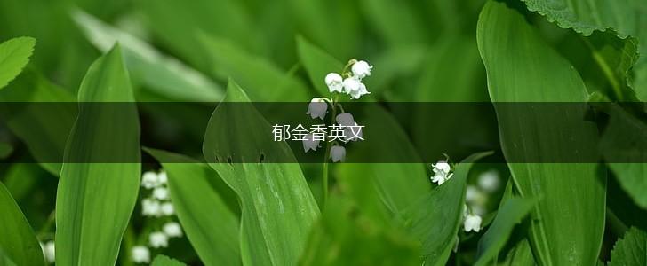 郁金香英文,第1张