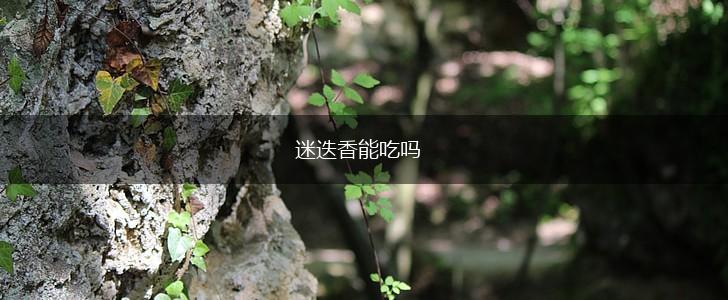 迷迭香能吃吗,第1张