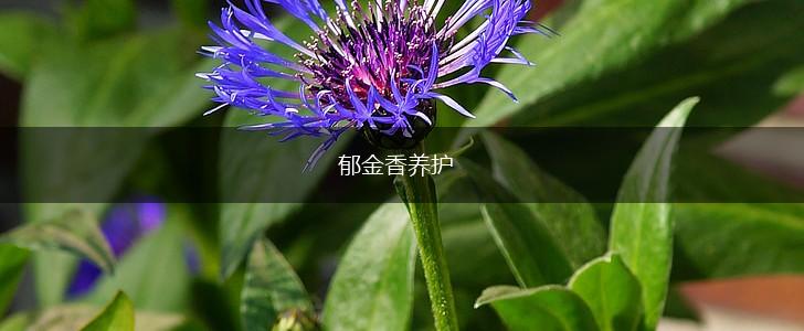 郁金香养护,第1张 郁金香养护,第1张