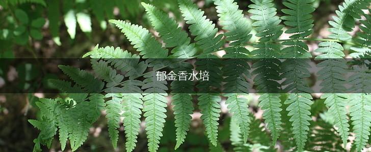 郁金香水培,第1张