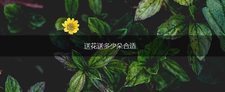 送花送多少朵合适,第1张