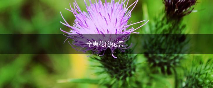 辛夷花的花语,第1张