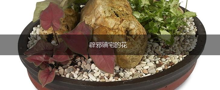 辟邪镇宅的花,第1张