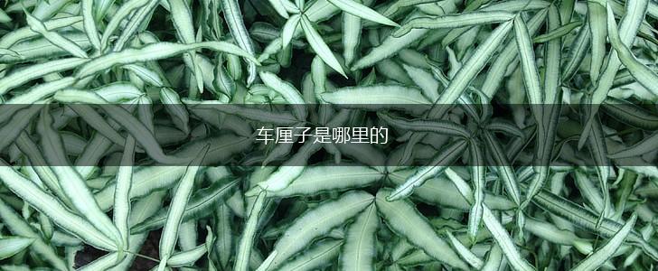 车厘子是哪里的,第1张